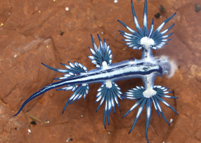 Un animal que parece un Pokémon lleva semanas causando estragos en Alicante: el regreso del dragón azul tras tres siglos